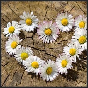 🌼Love For Daisy’s🌼